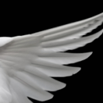 BlankAngelWing