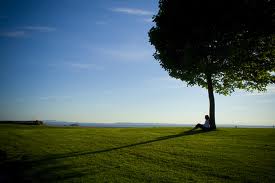 undertree
